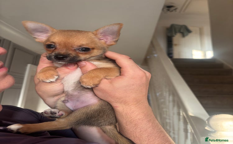 Pomchi dogs - Advert 3