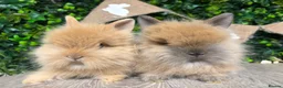 Lionhead rabbits for sale: BEAUTIFUL FRIENDLY BABY LIONHEAD BUNNIES  - Advert 3