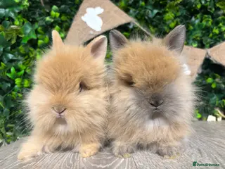 Lionhead rabbits BEAUTIFUL FRIENDLY BABY LIONHEAD BUNNIES - Advert 4