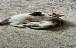 Mixed Breed cats for adoption: Rescue calico kitten in need of home - Image 5