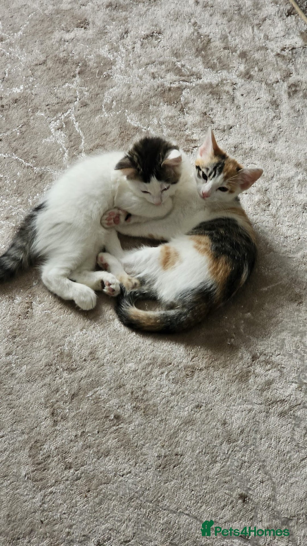 Mixed Breed cats for adoption: Rescue calico kitten in need of home - Image 5