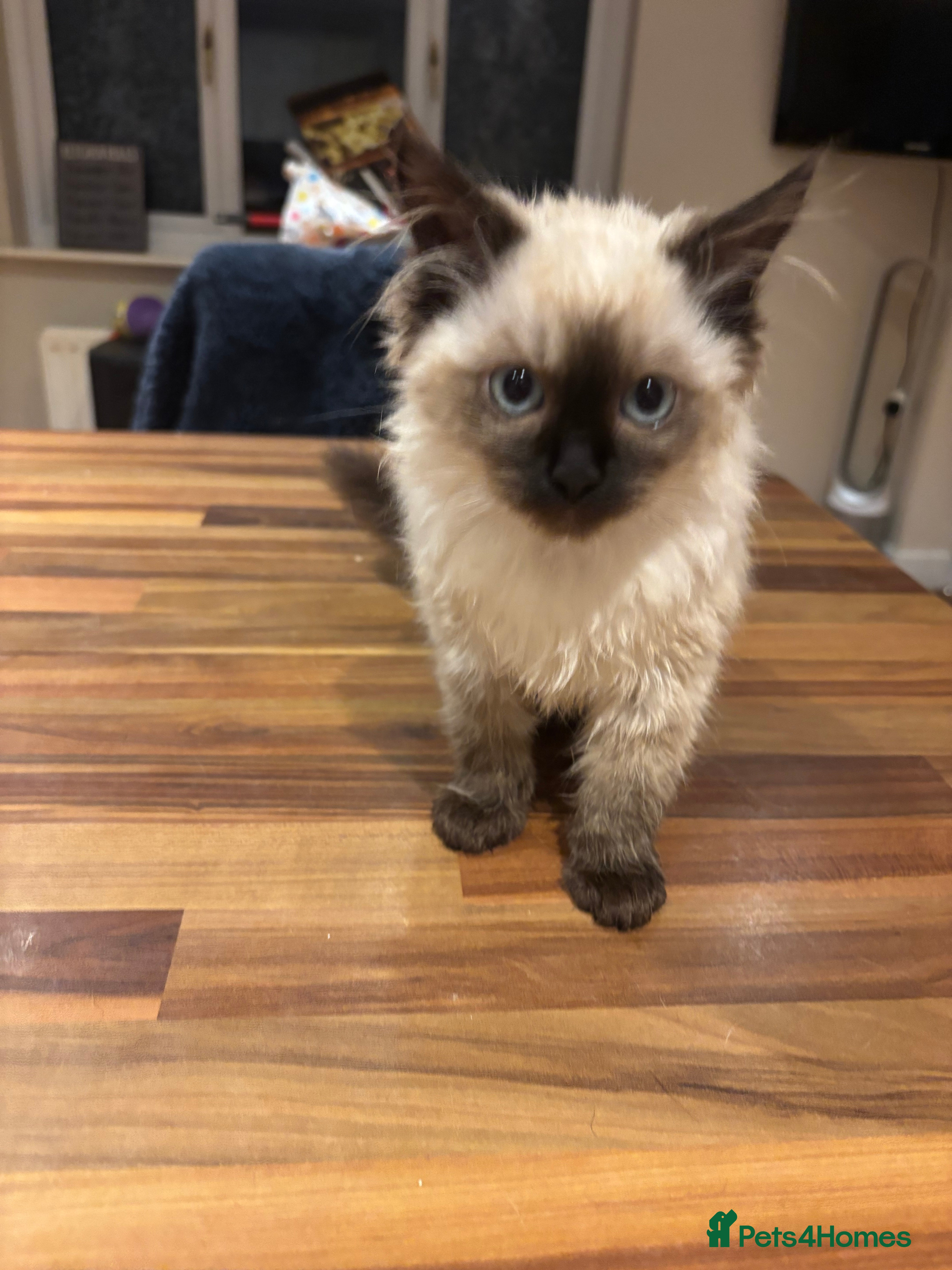 Ragdoll cats Last female Pure ragdoll kitten seal point  - Advert 2