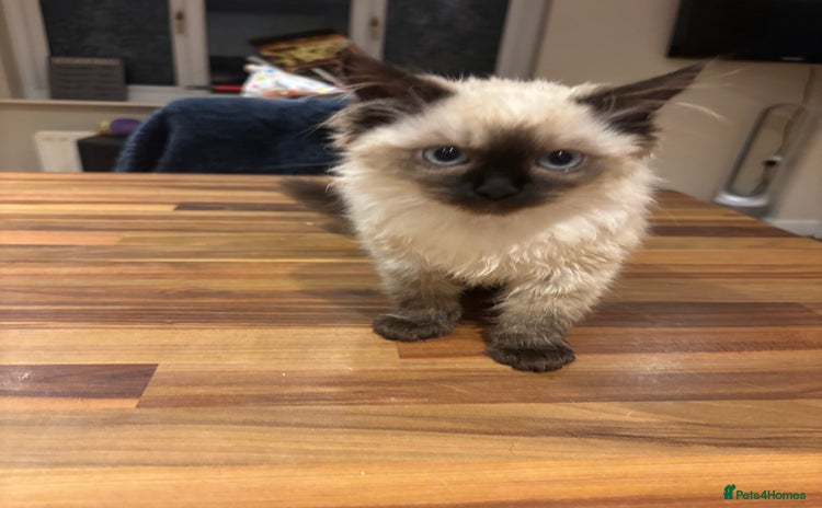 Ragdoll cats Last female Pure ragdoll kitten seal point  - Advert 15