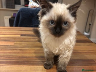 Ragdoll cats Last female Pure ragdoll kitten seal point - Advert 12