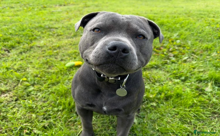 Staffordshire Bull Terrier dogs - Advert 16