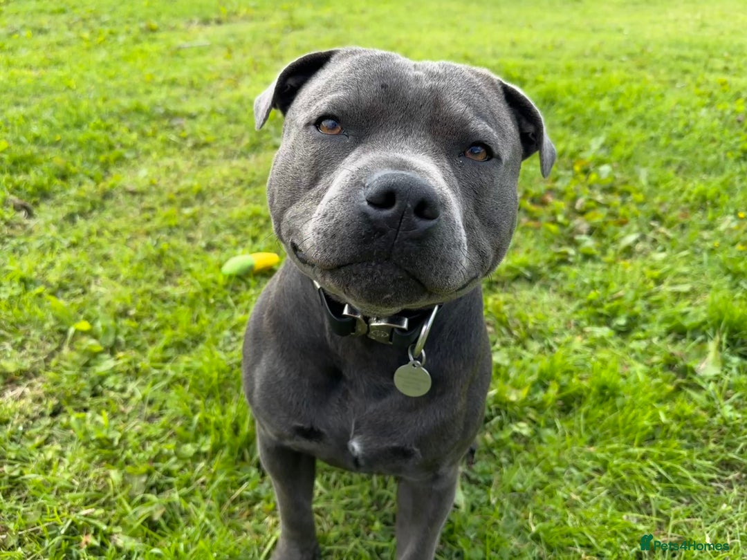 Staffordshire Bull Terrier dogs for stud: KC Reg Staffy Adorable Stud - Image 1