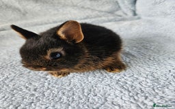 Netherland Dwarf rabbits for sale: Netherland dwarf bunnies  - Image 7