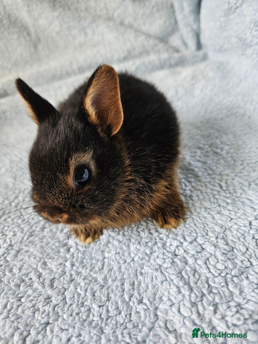 Netherland Dwarf rabbits for sale: Netherland dwarf bunnies  - Image 7