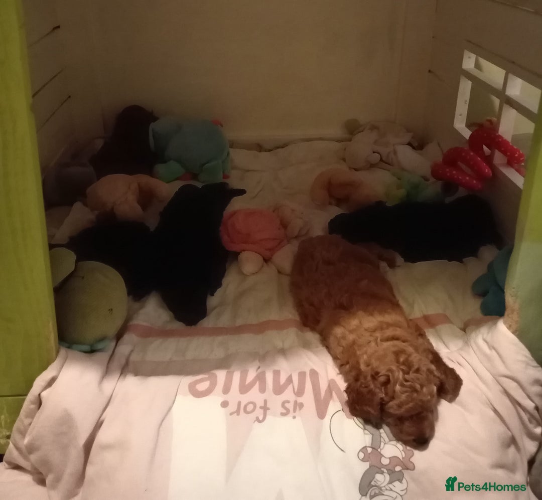 Cockapoo dogs for sale: Cockapoo - Advert 12