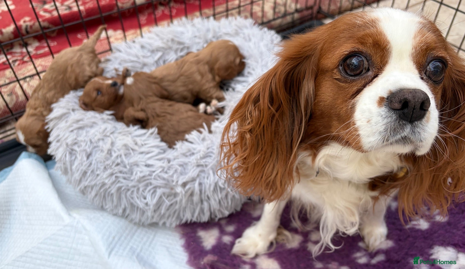 Cavapoo dogs Miniature fox red cavapoo pups  - Advert 2
