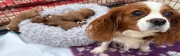 Cavapoo dogs for sale: Miniature fox red cavapoo pups  - Advert 2