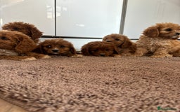 Cavapoo dogs for sale: Gorgeous cavapoos  - Image 9