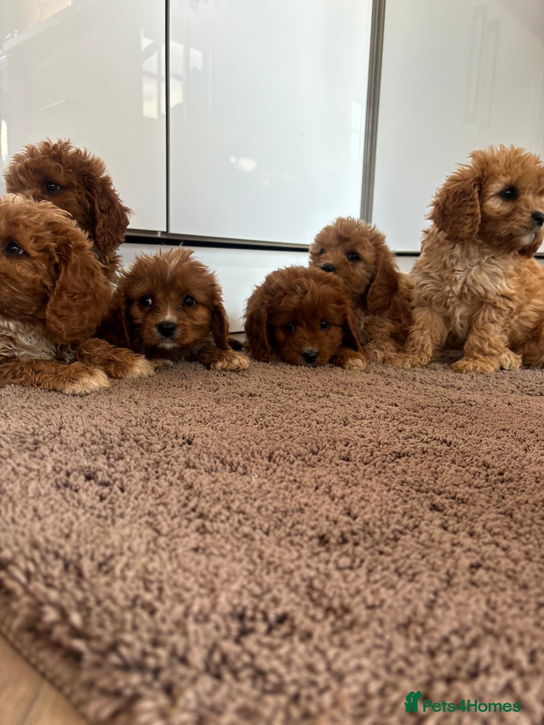 Cavapoo dogs for sale: Gorgeous cavapoos  - Image 9