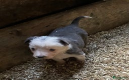 Border Collie dogs for sale: Beautiful sheepdog pups - Image 7