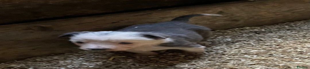 Border Collie Puppy 4