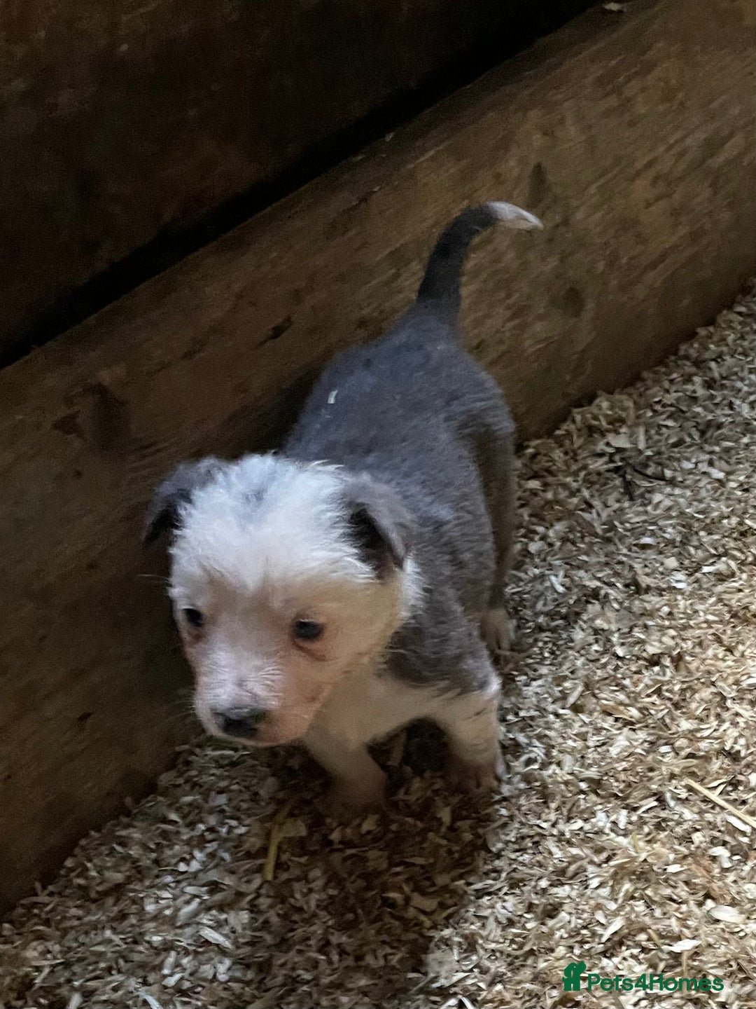 Border Collie dogs for sale: Beautiful sheepdog pups - Image 7