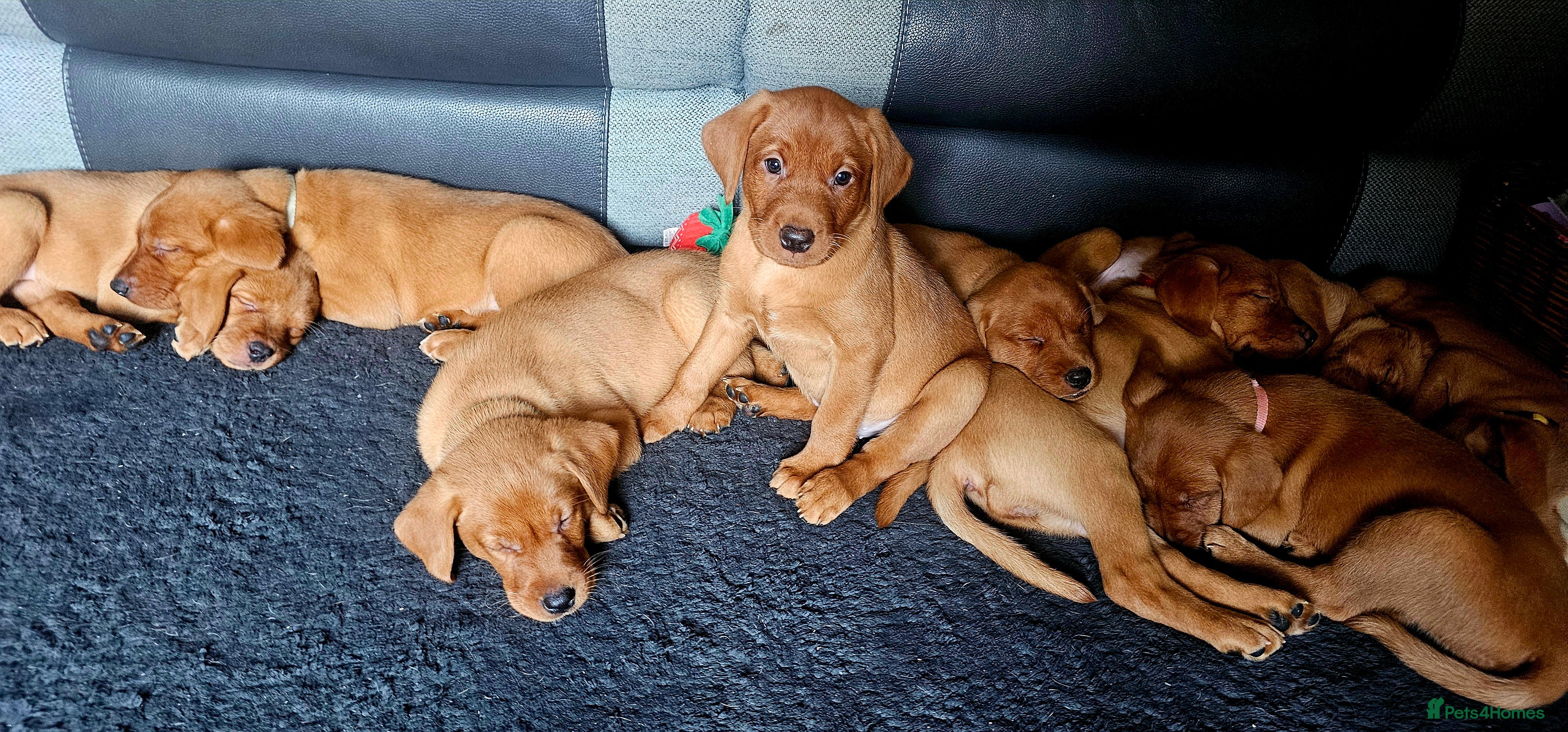 Labrador Retriever dogs KC Registered Fox Red Labrador Puppys - Advert 7