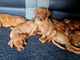 Labrador Retriever dogs KC Registered Fox Red Labrador Puppys - Advert 2