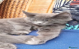 Maine Coon cats for sale: Maine coon purebred pedigre xl in Barnsley - Image 10