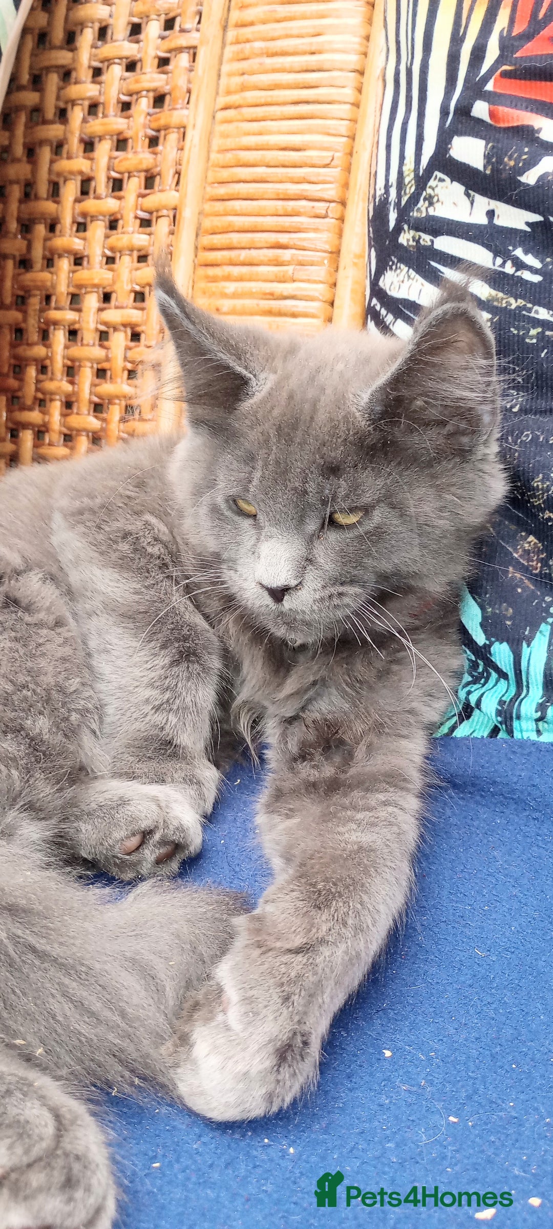 Maine Coon cats for sale: Maine coon purebred pedigre xl in Barnsley - Image 10