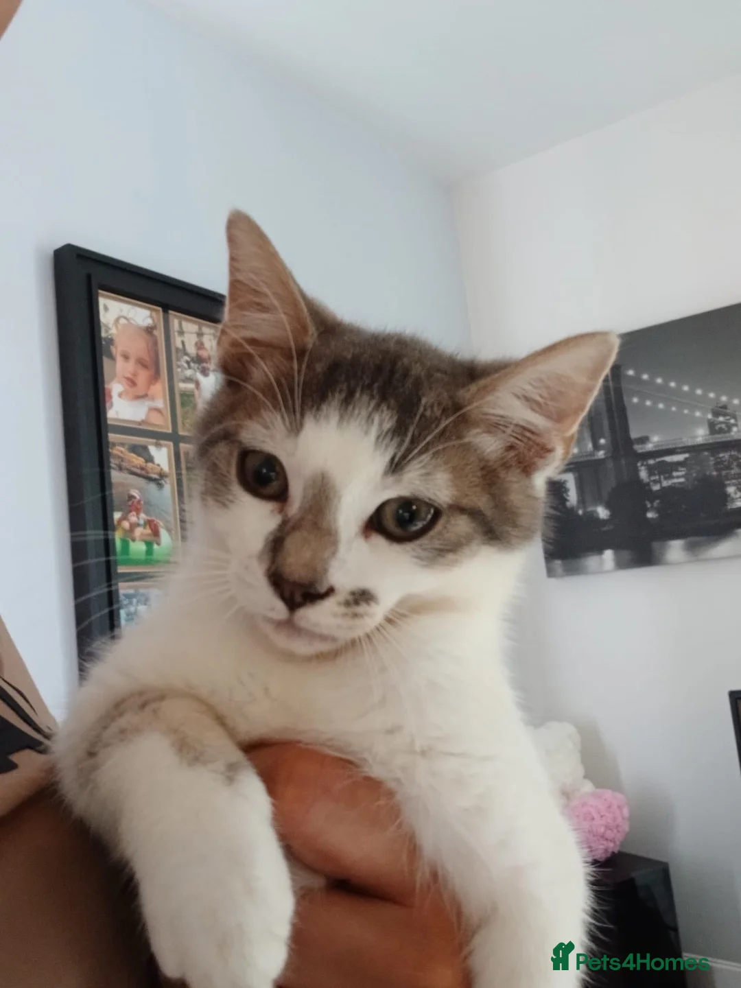 Mixed Breed cats for sale: Male kittens looking for loving forever home in Swindon - Advert 2