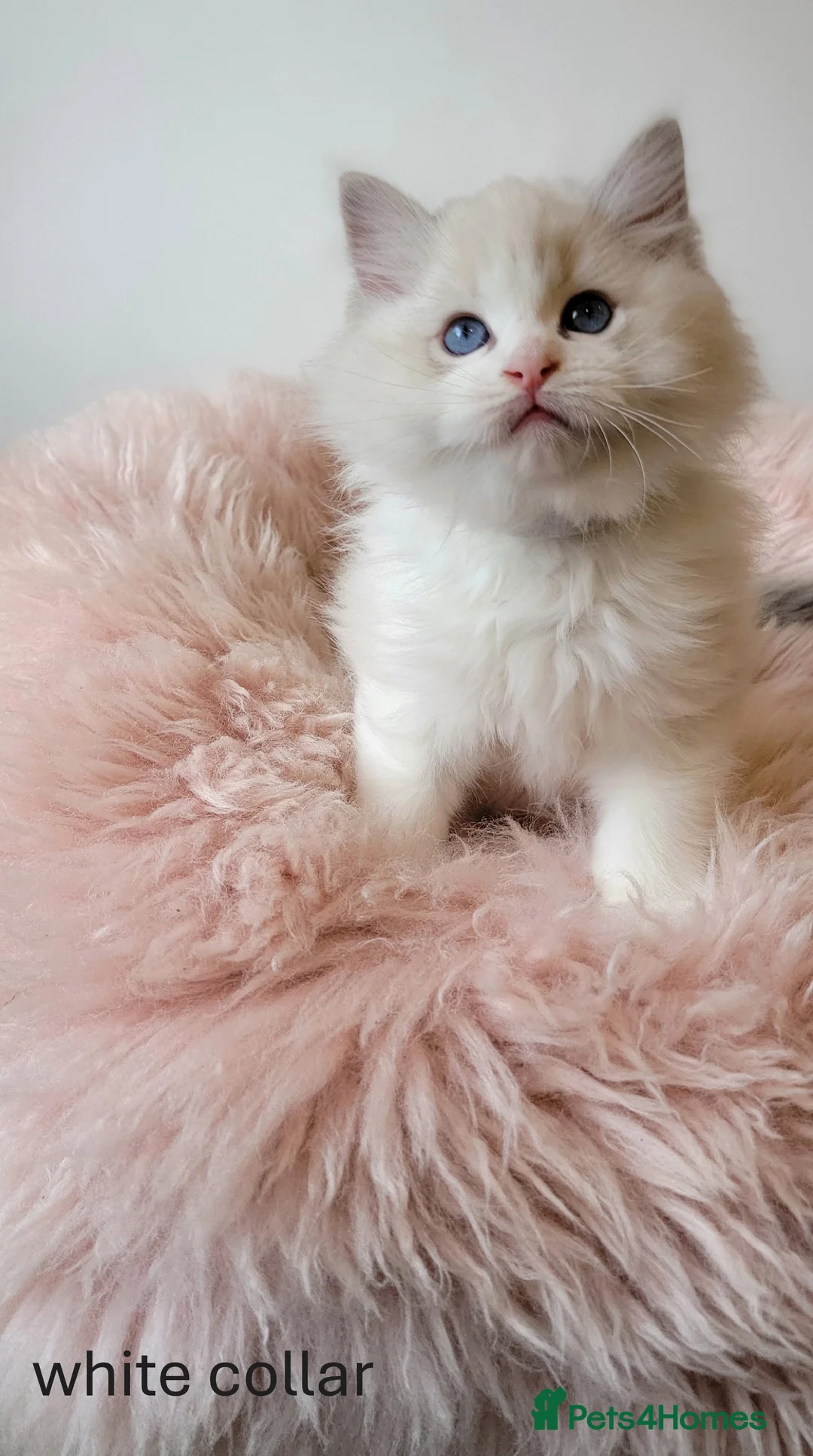 Ragdoll cats for sale: 😸Fully GCCF Certified Pedigree Ragdoll kittens💕 - Advert 21