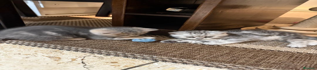 British Shorthair Kitten 1