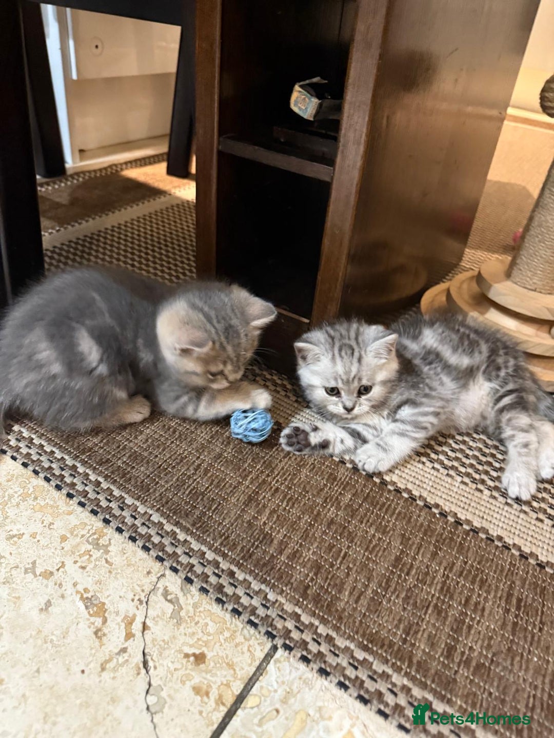 British Shorthair cats for sale: British Shorthair Chinchillas - Image 7