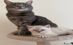 Mixed Breed cats for sale: Lynx Point Girl - Image 6