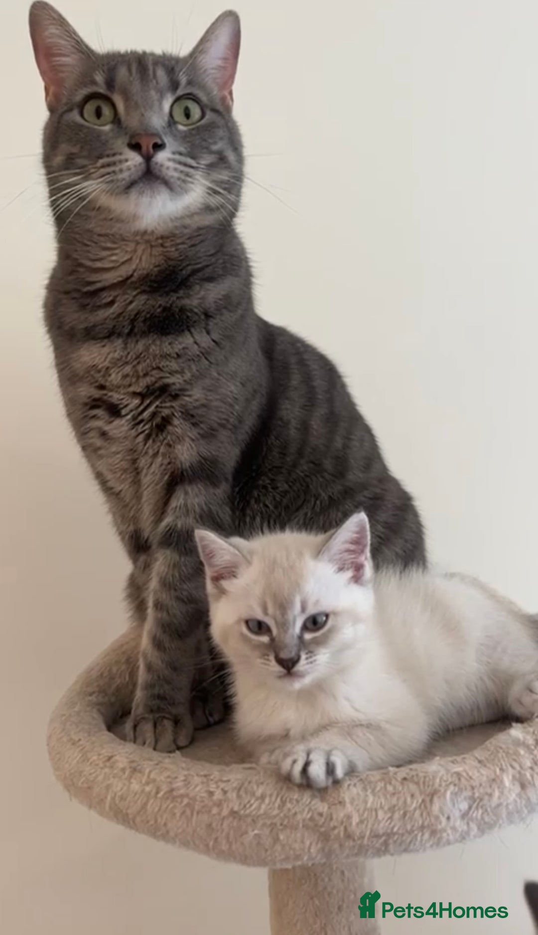Mixed Breed cats for sale: Lynx Point Girl - Image 6