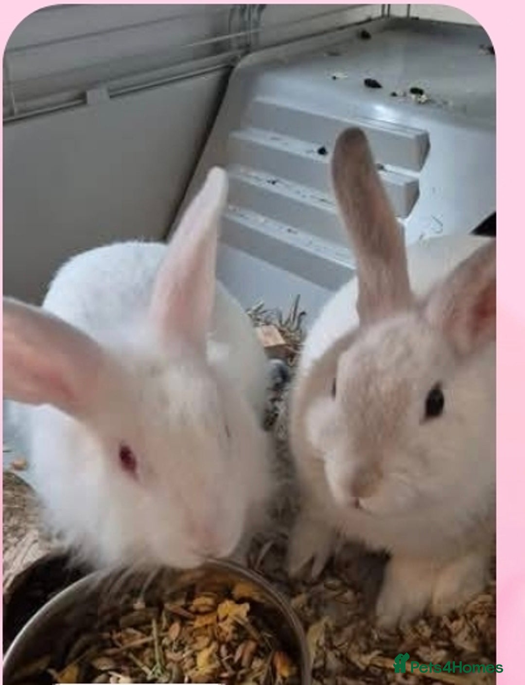 New Zealand rabbits for sale: 2x white rabbits for sale  - Advert 1