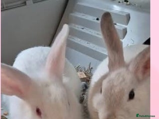 New Zealand rabbits 2x white rabbits for sale - Advert 1
