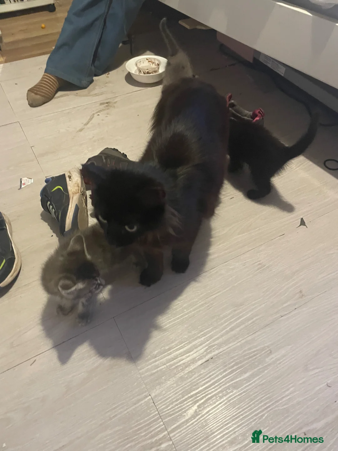 Mixed Breed cats for sale: Kittens - Advert 7