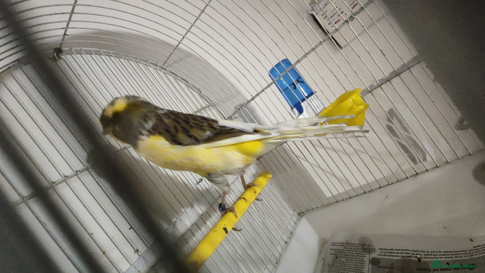 Finches birds SE171DE  - Advert 19