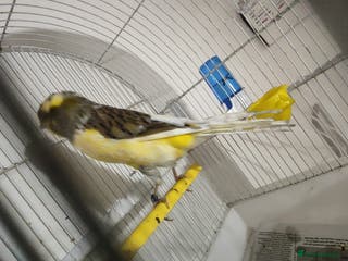 Finches birds SE171DE - Advert 15