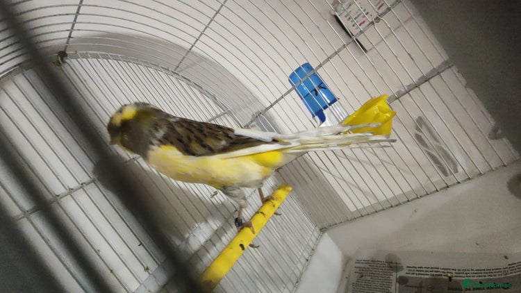 Finches birds SE171DE - Advert 1