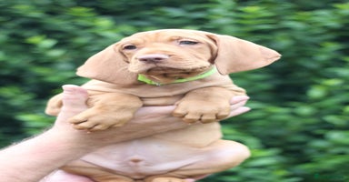 Hungarian Vizsla dogs - Advert 16
