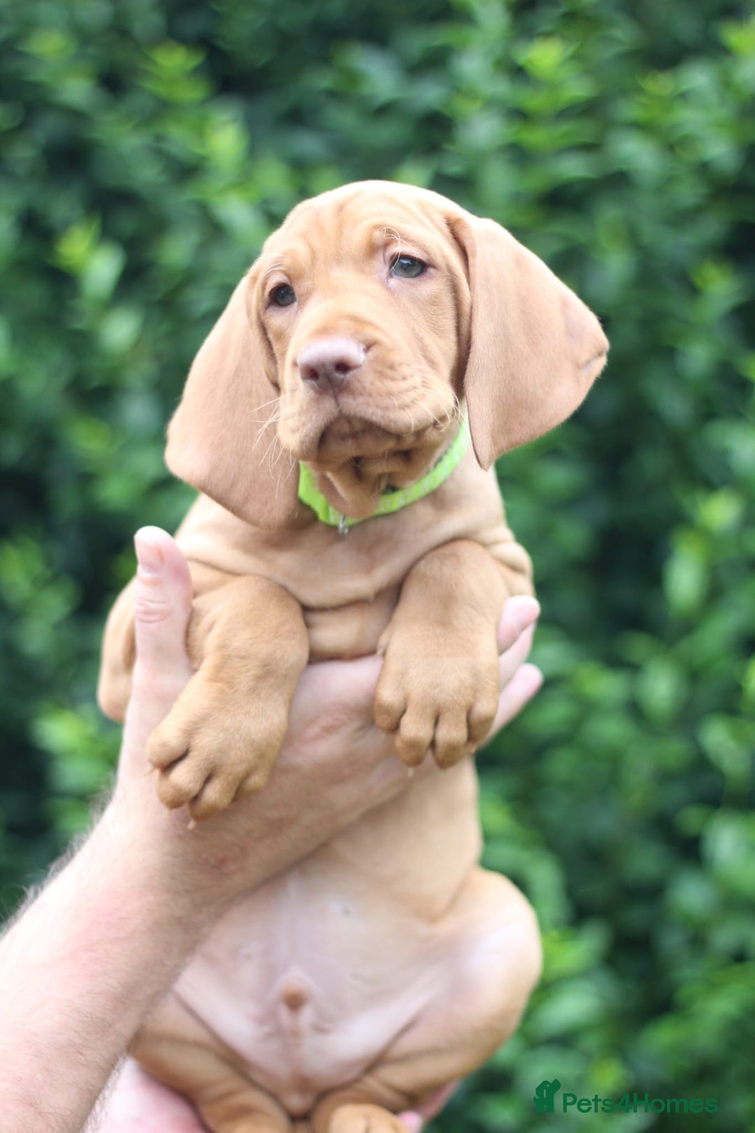 Hungarian Vizsla dogs for sale: All puppies now reserved/rehomed  - Image 1