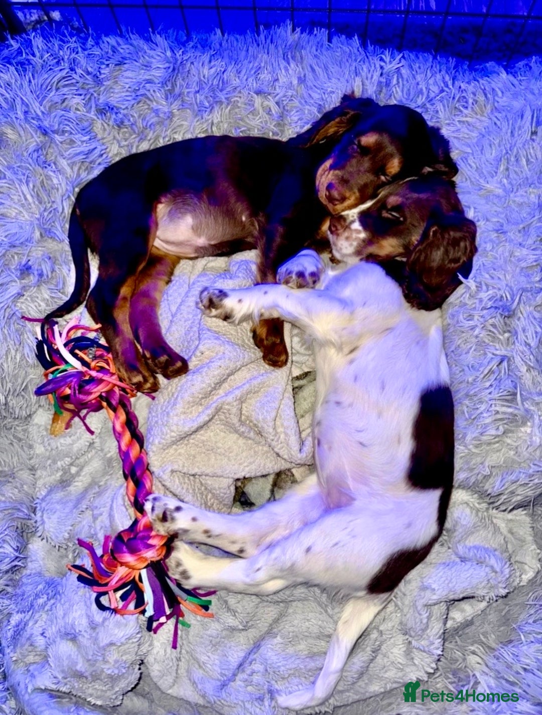 Cocker Spaniel dogs for sale: 💜 ONLY 1 Tri-Coloured Cocker Stunning Girl 💜 - Advert 7