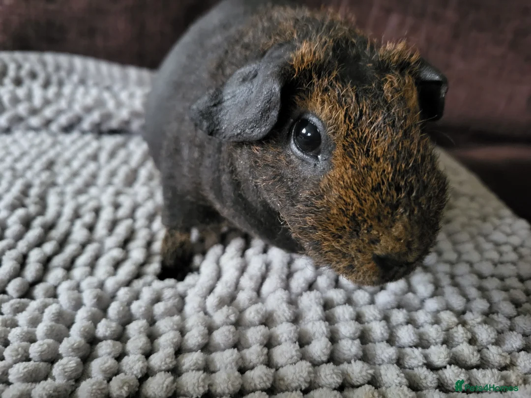 Guinea Pig rodents for sale: Lovely skinny Guinea Pig female in Rugby - Advert 1