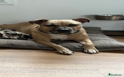 Staffordshire Bull Terrier dogs for sale: Lola  - Image 1