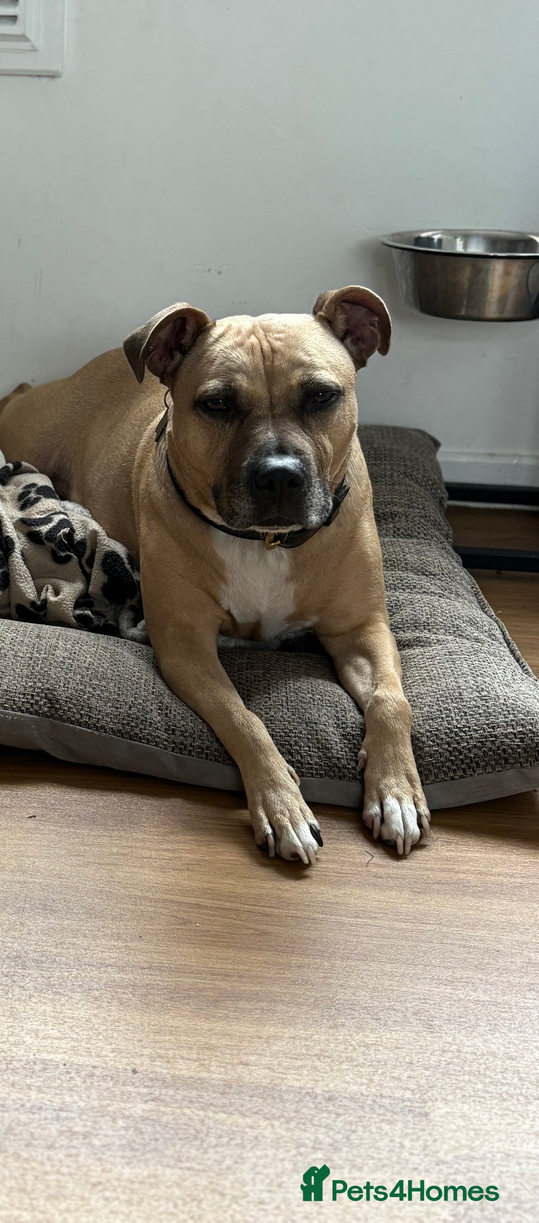 Staffordshire Bull Terrier dogs for sale: Lola  - Image 1