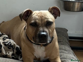 Staffordshire Bull Terrier dogs - Advert 1