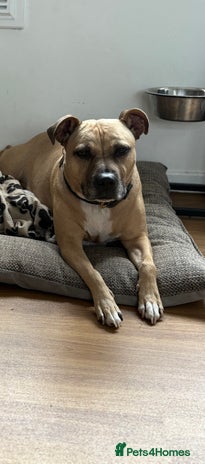Staffordshire Bull Terrier dogs - Advert 12