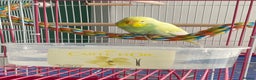 Budgerigars birds for sale: Lively Female Budgie for sale  - Advert 2