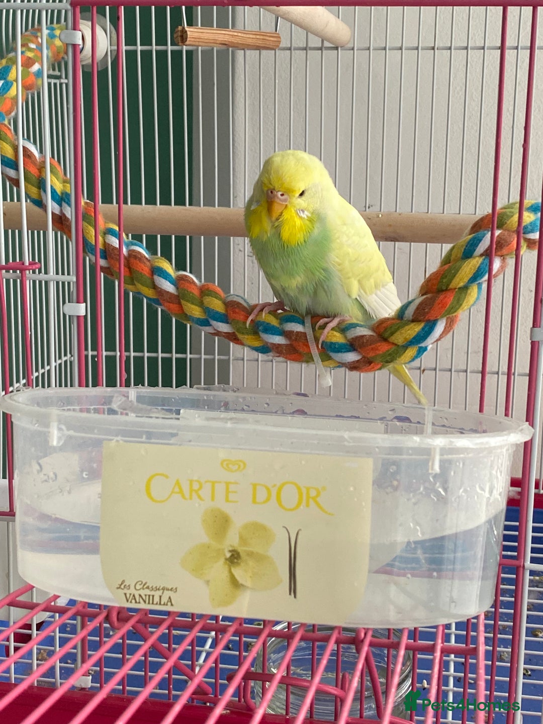 Budgerigars birds for sale: Lively Female Budgie for sale  - Advert 2