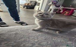 British Shorthair cats for sale: Full pedigree, British short hairs ready now. - Image 19