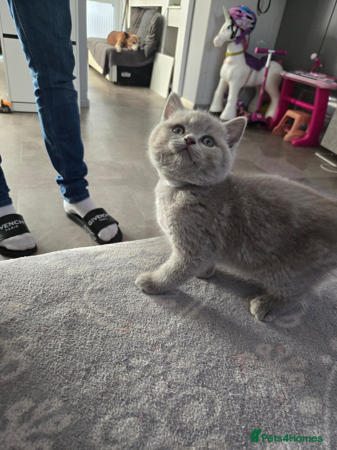 British Shorthair cats for sale: Full pedigree, British short hairs ready now. - Image 19