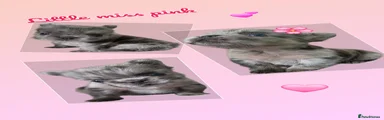 Miss Pink
