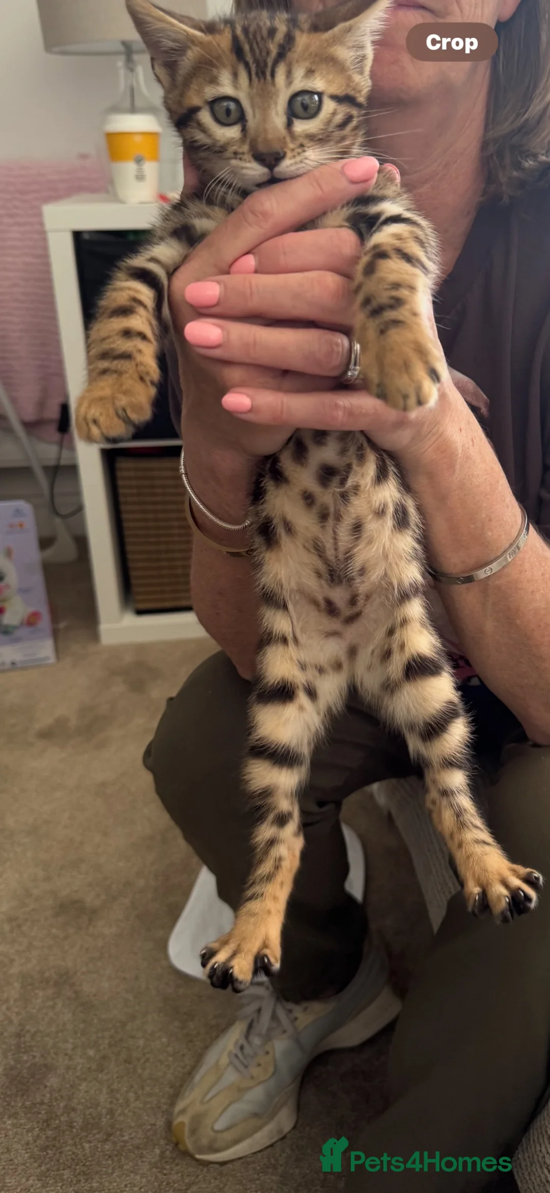 Bengal cats for sale: Last 2 stunning pure bred bengals  - Advert 2
